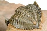 Pseudocryphaeus (Cryphina) Trilobite - Lghaft, Morocco #368583-3